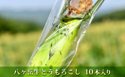 【ふるさと納税】生で食べられる極上の八ヶ岳生とうもろこし10本入り約3.5kg　【野菜・とうもろこし・生とうもろこし・極上・10本・八ヶ岳・大賞・ギフトボックス・フルーツ】　お届け：2022年7月下旬〜2022年9月下旬･･･ 画像1