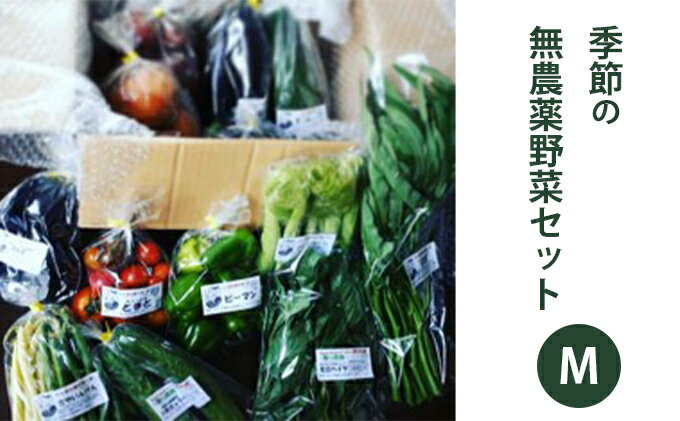 【ふるさと納税】2025年度先行予約【種to菜園】季節の無農薬野菜　Mセット やさい 詰め合わせ 10種類前後 2～3人前 食材 国産 長野県産 原村産 産地直送 　お届け：2026年7月下旬～2026年10月末