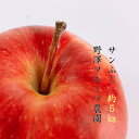 23位! 口コミ数「0件」評価「0」先行予約 276 りんご 【贈答用】サンふじ5kg 11月中下旬以降発送【野澤フルーツ農園】