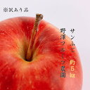 1位! 口コミ数「10件」評価「4.5」395 先行予約 ※訳あり りんご サンふじ5kg 11月中下旬以降発送【野澤フルーツ農園】