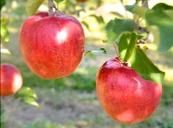 【ふるさと納税】【幻のりんご】あいかの香り約3kg　信州生まれの数少ない希少なりんご　【果物類・林檎・りんご・リンゴ】　お届け：2021年11月中旬〜2022年1月下旬･･･ 画像2