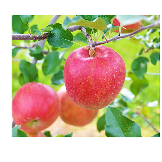 【ふるさと納税】信州の旬のりんごおまかせ約5kgセット　【果物類・林檎・りんご・リンゴ】　お届け：2021年11月中旬〜2022年1月下旬