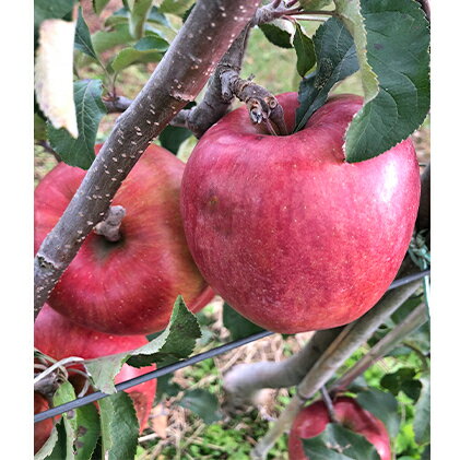【ふるさと納税】【訳あり】新品種！8月に食べられるりんご！シナノリップ　約5kg　【 果物 林檎 リンゴ フルーツ デザート おやつ 長野県産 自宅用 】　お届け：2022年8月中旬〜9月上旬･･･