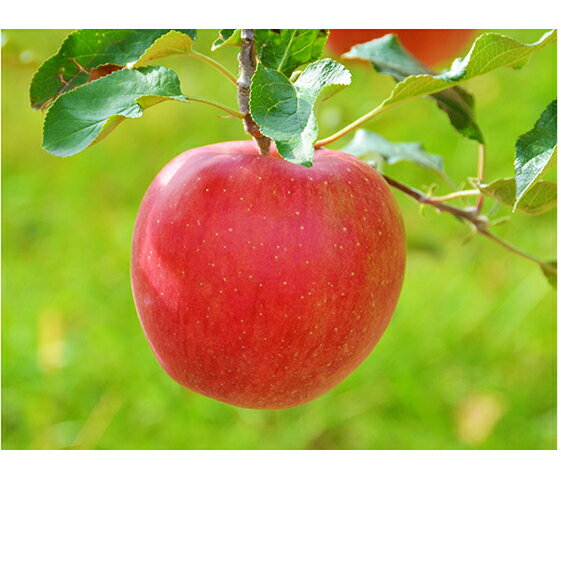 【ふるさと納税】甘い！シナノスイート 約3kg　【果物類・林檎・りんご・リンゴ】　お届け：2022年10月中旬〜12月下旬