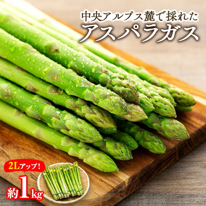 【ふるさと納税】アスパラガス　約1kg　2Lアップ　【 野菜 グリーンアスパラガス 春野菜 カロテン ビタミン 緑黄色野菜 栄養たっぷり 国産 長野県産 食材 食べ物 】　お届け：2024年4月中旬～5月下旬