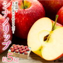 【ふるさと納税】 りんご シナノリップ 約5kg 2025年 令和7年度発送分 リンゴ 林檎 長野 フルーツ 果物 信州産 長野県産 特産 産地直送 おすすめ 旬の果物 旬のフルーツ 食後 デザート 食べ物 食品 お届け:2025年8月中旬~9月中旬ごろ