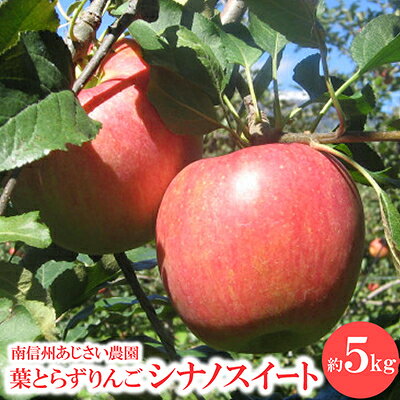 葉とらずりんご シナノスイート 約5kg_果物 生果 家庭用 産地直送 長野県 飯島町【配送不可地域：離島】【1593228】