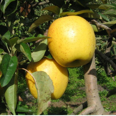 [南信州あじさい農園]葉とらずりんご(はるか)約3kg無袋