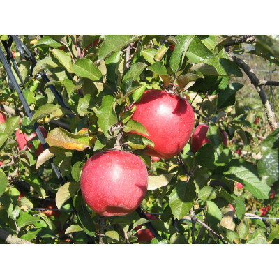 [南信州あじさい農園]葉とらずりんご(サンふじ)約5kg家庭用