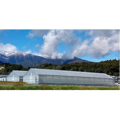 【ふるさと納税】ミニトマト ～真っ赤な宝石1kg～　6月下旬～9月まで順次発送します。【配送不可地域：離島】【1594447】 f203840-iijima-10000353 長野県飯島町 サンプル画像3