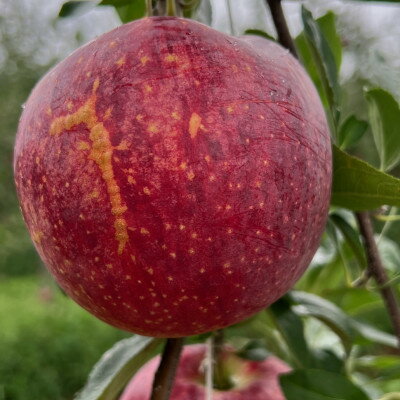 【ふるさと納税】先行予約開始2024年8月りんご「新品種シナ