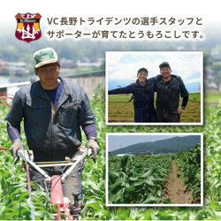 【ふるさと納税】長野県産とうもろこし(ゴールドラッシュ)10本セット【1317870】 画像1