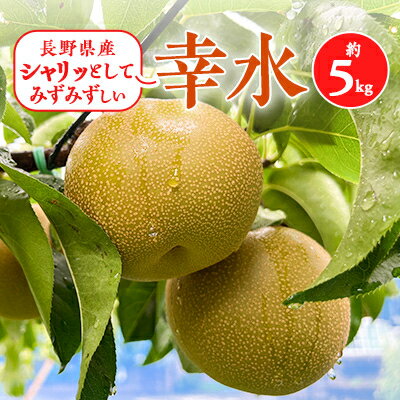 【ふるさと納税】2025年秋順次発送!信州の梨【幸水】約5kg シャリッとしてみずみずしい梨 _ 梨 なし 果物 くだもの フルーツ 幸水 信州 旬 秋の味覚 人気 おすすめ 送料無料 産地直送 贈答 ギフト ジューシー 長野 冷蔵 【配送不可地域:離島】【1399537】