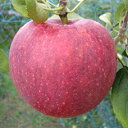 【ふるさと納税】先行予約開始2024年8月りんご!新品種!シ