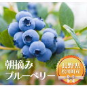 14位! 口コミ数「0件」評価「0」朝摘みブルーベリー 600g／2024年6月下旬頃発送 贈答用 大粒 2Lサイズ 国産 長野県産 スムージーにも　KB02