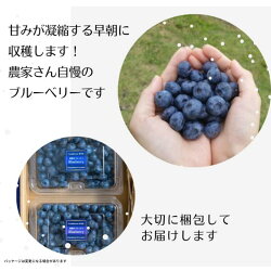 【ふるさと納税】＊先行予約＊朝摘みブルーベリー 1.2キロ 贈答用　大粒　2Lサイズ　スムージーにも 画像1