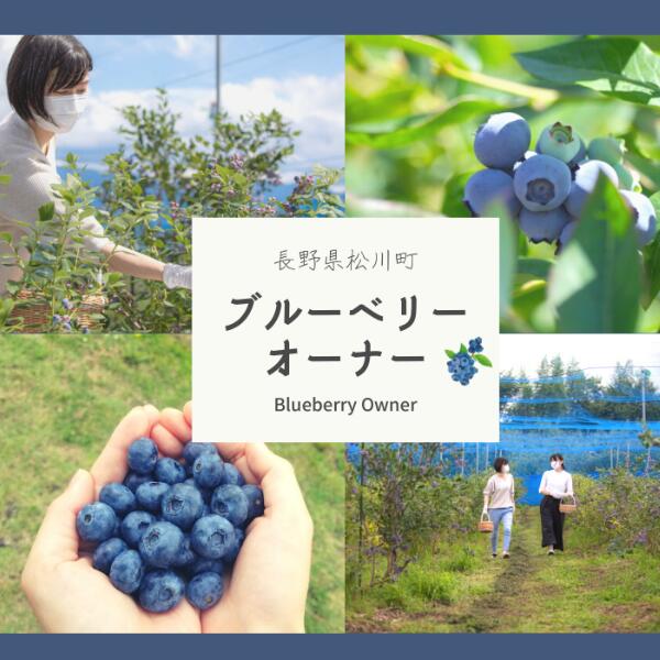 23位! 口コミ数「0件」評価「0」ブルーベリーオーナー2024 くだものオーナー　ブルーベリー　長野県　南信州　収穫体験