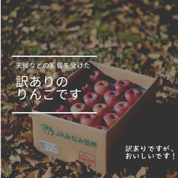 【ふるさと納税】南信州産 訳ありサンふじ 約10kg　訳あり 家庭用 りんご