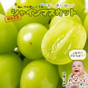 【ふるさと納税】シャインマスカット2kg /2025年9月中旬頃配送予定 南信州産 ギフト 種なし ぶどう シャイン マスカット 長野県 フルーツギフト ギフト...