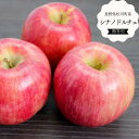 【ふるさと納税】りんご シナノドルチェ 贈答 約3キロ/9月中旬頃から発送予定
