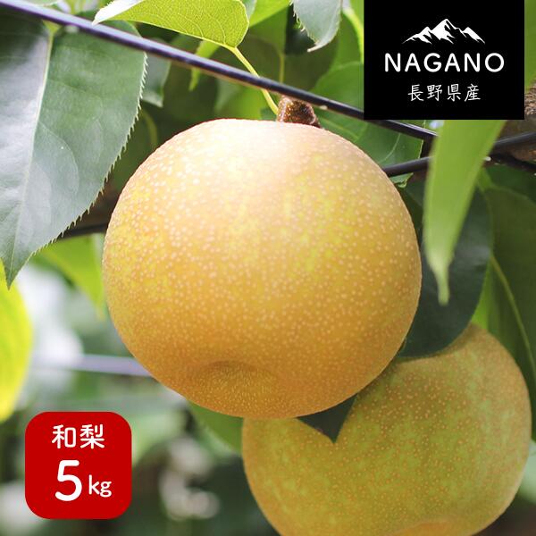 【ふるさと納税】梨 幸水か豊水(長野県産秀品) 5kg/8月下旬頃~9月中旬頃配送予定 // 長野県 南信州 ギフト 贈答 和梨 なし ナシ お取り寄せ 果物 フルーツ MS02