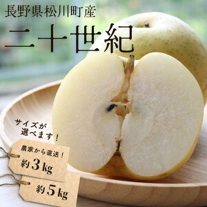 【ふるさと納税】梨 二十世紀 約3kg or 約5kg /2025年9月中旬頃配送~ 長野県 松川町産 贈答 和梨 20世紀梨 20世紀梨 3kg 5kg KW02 KW04