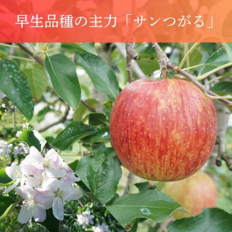【ふるさと納税】りんご サンつがる 約2.5kg / 2026年9月上旬～9月中旬ごろ配送予定 // 長野県 南信州 贈答 ギフト 新鮮 林檎 リンゴ サンツガル JA46