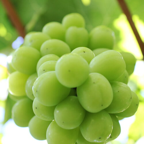 【ふるさと納税】皮ごと・種無しブドウ！長野県産 シャインマスカット 約1kg 秀品 大人気のぶどう！※2022年9月上旬〜9月下旬頃に順次発送予定※着日指定はできません。沖縄・離島への発送不可。