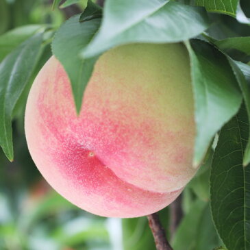 【ふるさと納税】甘く芳醇な香りが特徴！長野県産 桃（あかつき） 約5キロ　秀品　※着日指定はできません。沖縄・離島への発送不可。※7月下旬〜8月中旬頃に順次発送予定