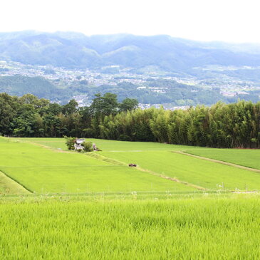 【ふるさと納税】長野県オリジナル米 風さやか 10kg（精米）2018年度産　※着日指定はできません。沖縄・離島への発送不可。※10月下旬頃より順次発送予定