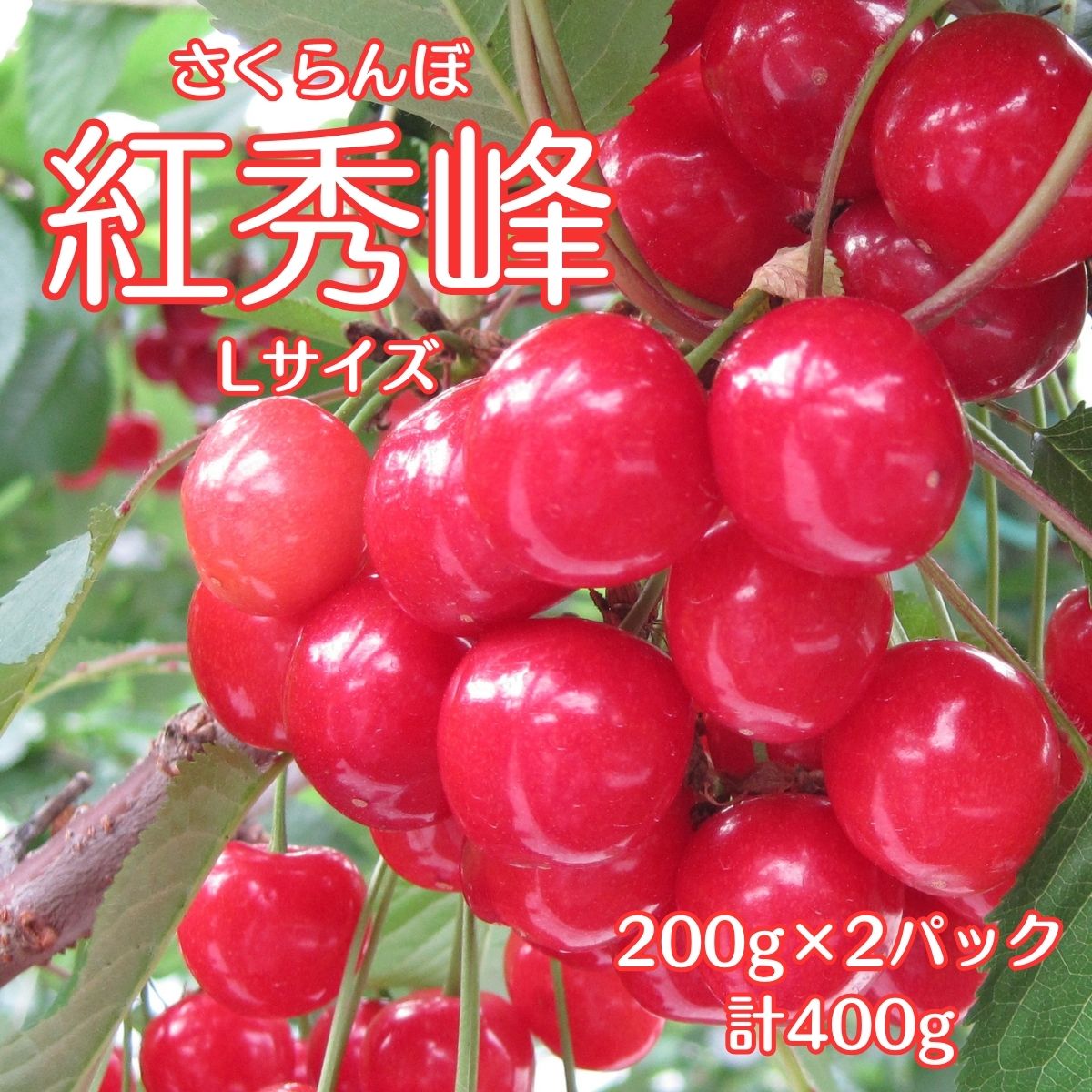 南信州高森産さくらんぼ 紅秀峰L 400g[配送不可地域:北海道,沖縄,離島]