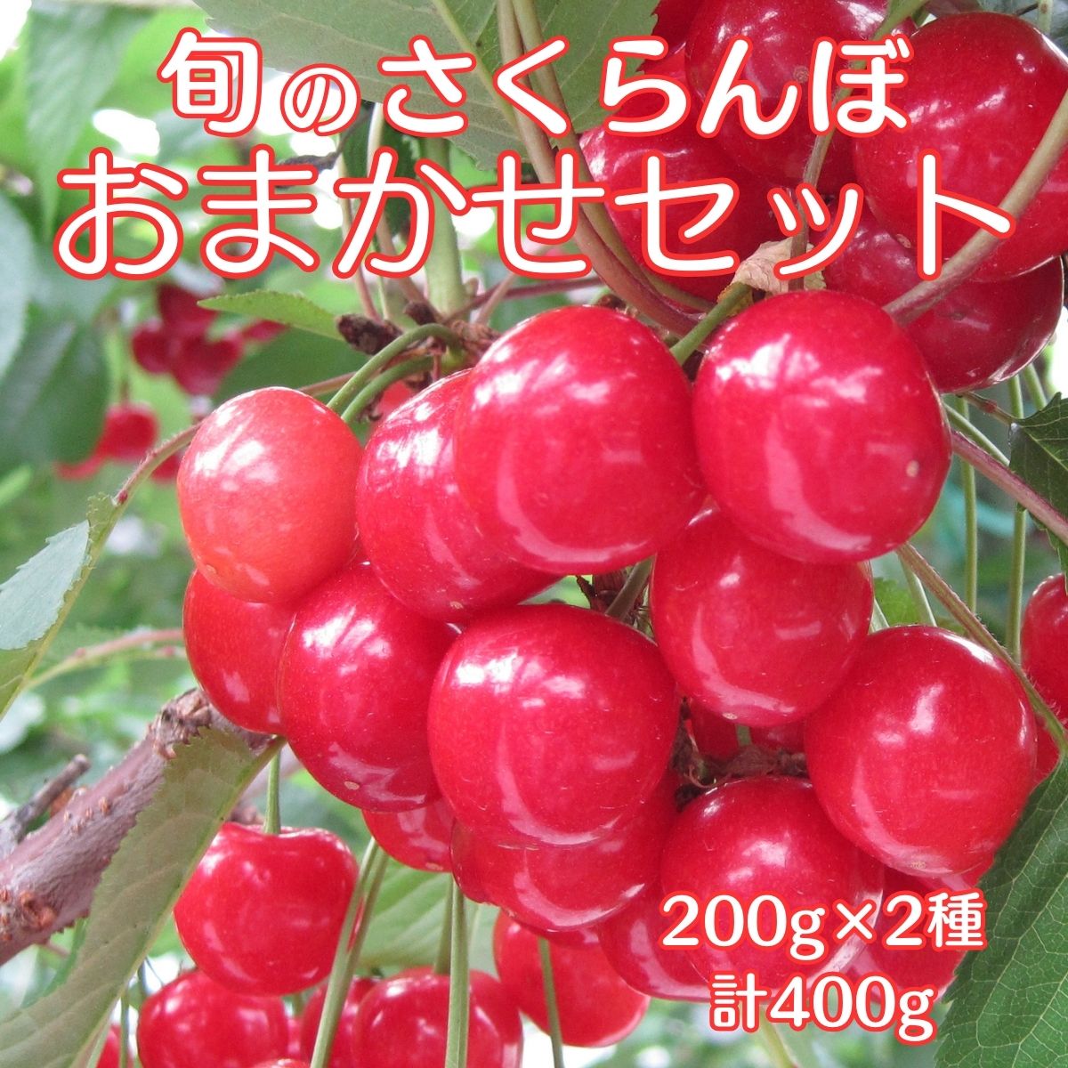 南信州高森産 旬のさくらんぼおまかせ2種セット 400g[配送不可地域:北海道,沖縄,離島]