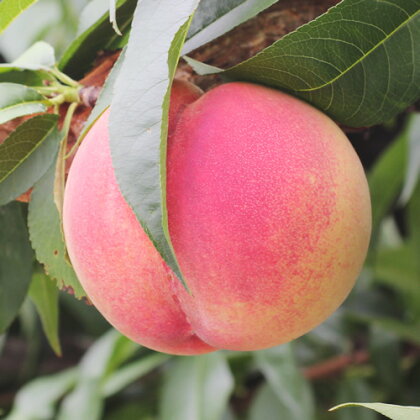 【長野県産】桃(あかつき) 約3kg 秀品＜7月下旬から順次発送予定＞【配送不可地域：離島】