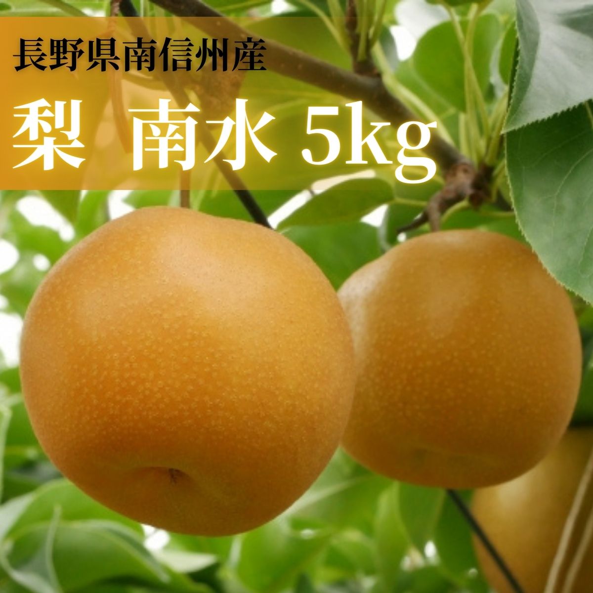 [数量限定]梨(南水)5kg[9月下旬より順次発送][配送不可地域:離島]