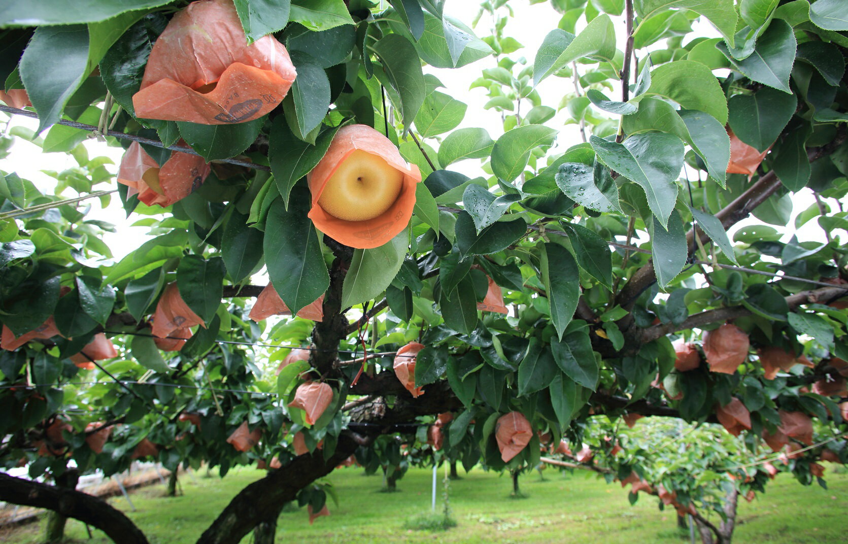 【ふるさと納税】【南信州産】梨「南水」秀品約5kg（8玉〜16玉） 2026年9月中旬より発送 長野県 信州 高森町 産地直送 果物 くだもの なし ナシ 和梨 旬 旬の果物 旬の梨 なんすい ギフト 贈答 JAみなみ信州【配送不可地域：離島】