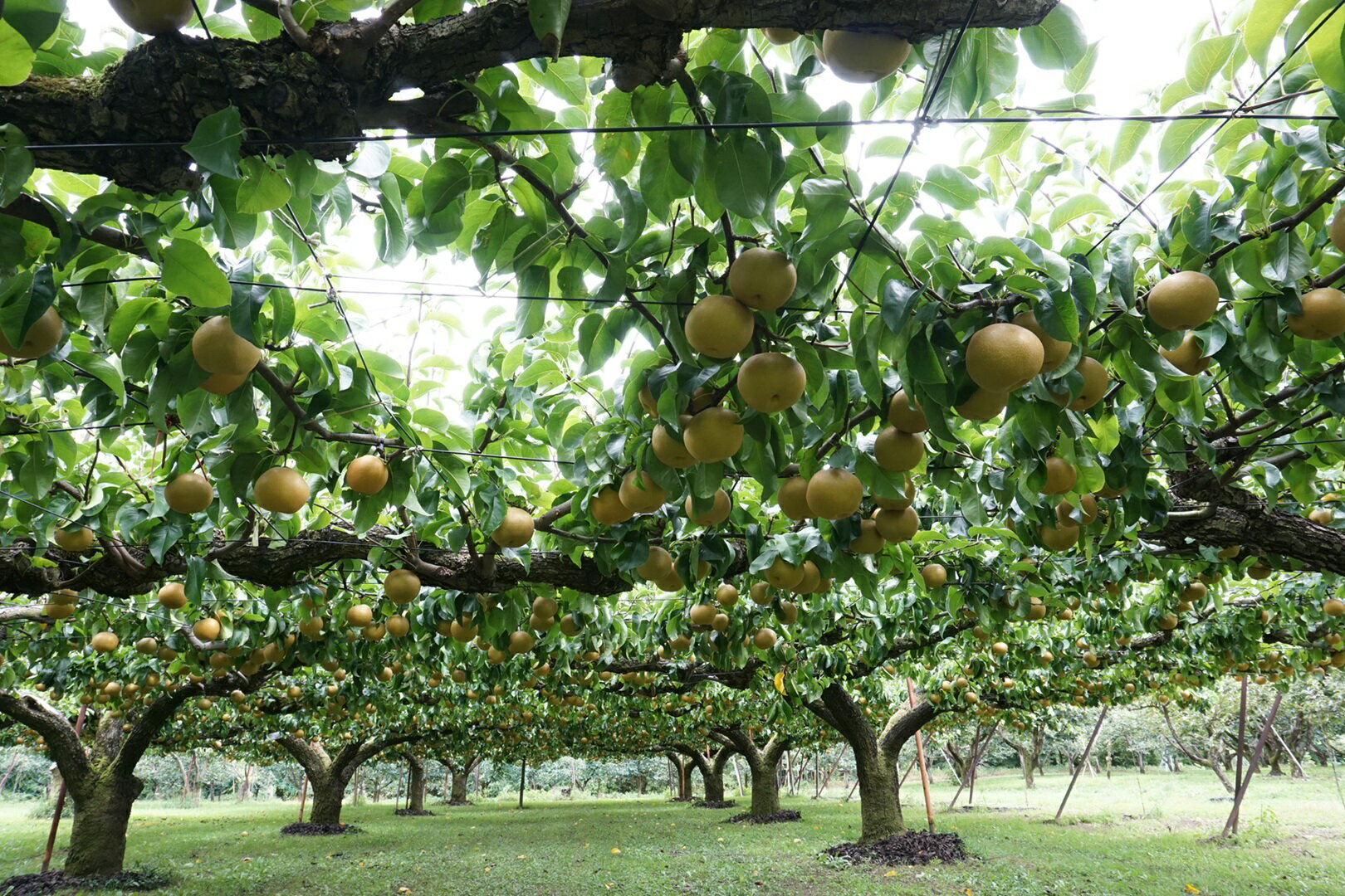 【ふるさと納税】【南信州産】梨「あきづき」秀品約5kg（8玉〜16玉） 2026年9月下旬より発送 長野県 信州 高森町 産地直送 果物 くだもの なし ナシ 和梨 旬 旬の果物 旬の梨 秋月 ギフト 贈答 JAみなみ信州【配送不可地域：離島】