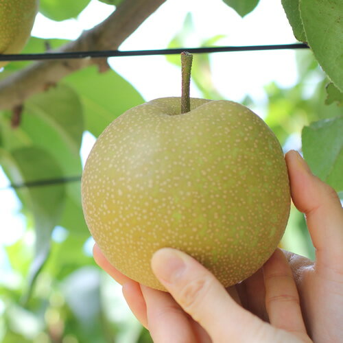 【ふるさと納税】【長野県産】シャリっと瑞々しい梨(幸水または豊水)約3kg～ 秀品 2026年8月下旬から発送 信州 南信州 高森町 産地直送 果物 くだもの なし ナシ 和梨 旬 旬の果物 旬の梨 山下屋荘介【配送不可地域：離島】