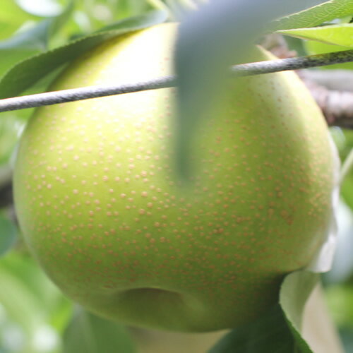 [長野県産]果汁たっぷりの梨(二十世紀梨)約3kg 秀品[9月から順次発送予定][配送不可地域:離島]