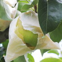 【ふるさと納税】【長野県産】果汁たっぷりの梨(二十世紀梨)約10kg 秀品 9月から順次発送予定 信州 南信州 高森町 産地直送 果物 くだもの なし ナシ 和梨 旬 旬の果物 旬の梨 山下屋荘介【配送不可地域:離島】