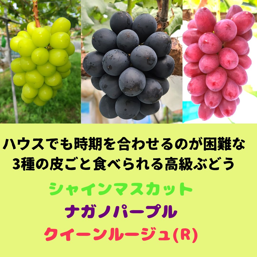 【ふるさと納税】【数量限定】高級ぶどう3種セット(各1房) 2025年7月中旬より発送【配送不可地域：離島】