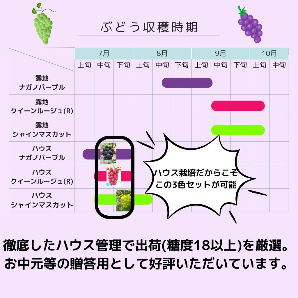 【ふるさと納税】【数量限定】高級ぶどう3種セット(各1房) 2025年7月中旬より発送【配送不可地域：離島】