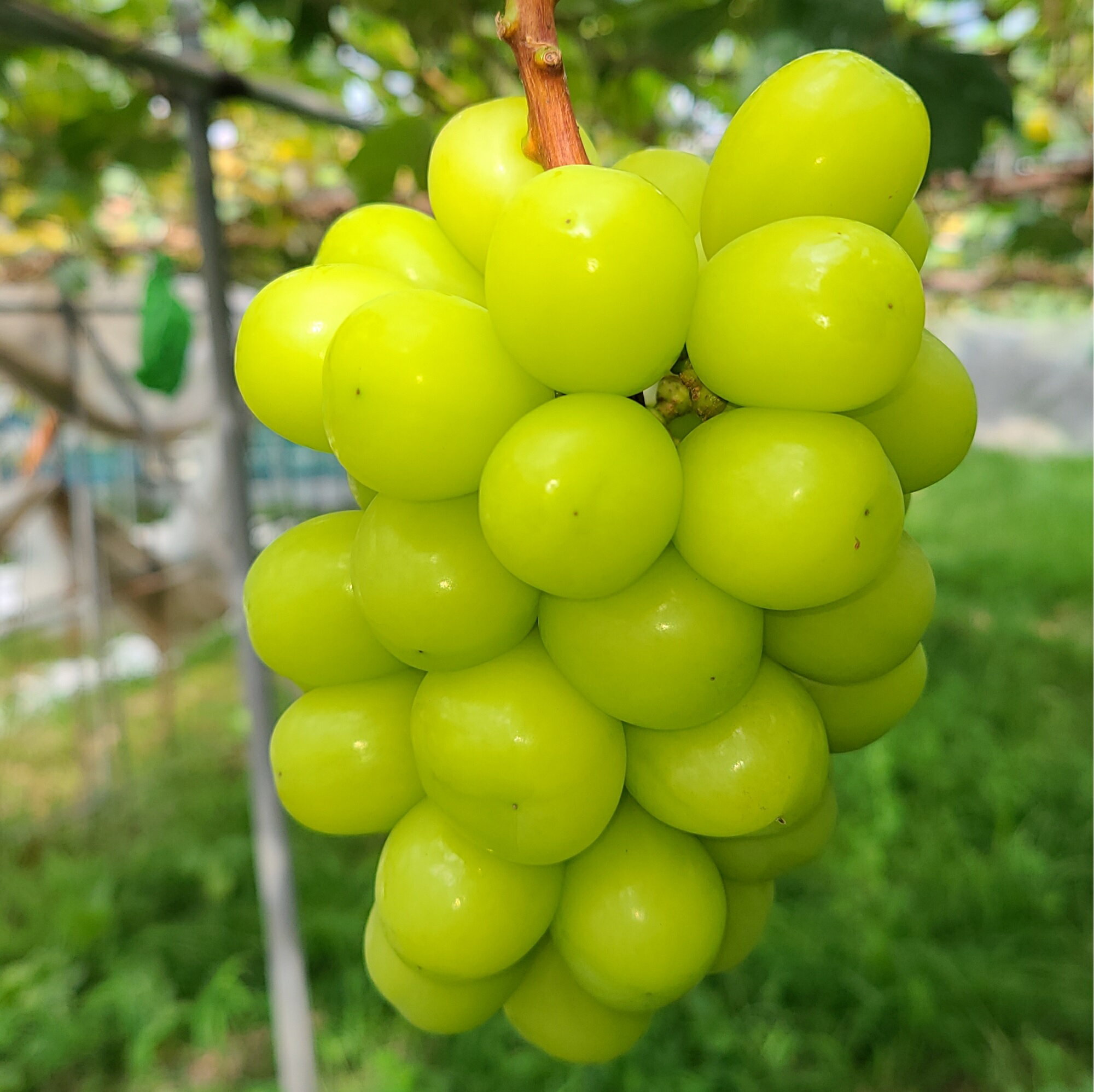 [長野県南信州産]厳選シャインマスカット 1kg(2房〜3房) 2025年9月上旬より発送開始[配送不可地域:離島]