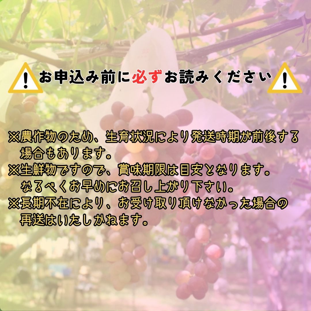 【ふるさと納税】【南信州高森産】クイーンルージュ(R)　1kg（2～3房）【配送不可地域：離島】