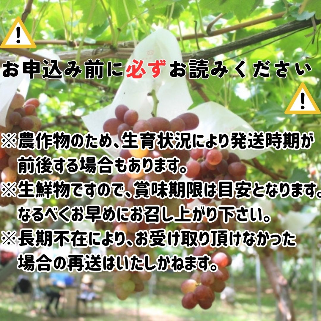 【ふるさと納税】【南信州高森産】クイーンルージュTM 1.2kg 2026年9月中旬より発送 長野県 信州 農家直送 果物 くだもの ぶどう 旬のぶどう ルージュ 山吹ぶどう狩り組合【配送不可地域：離島】