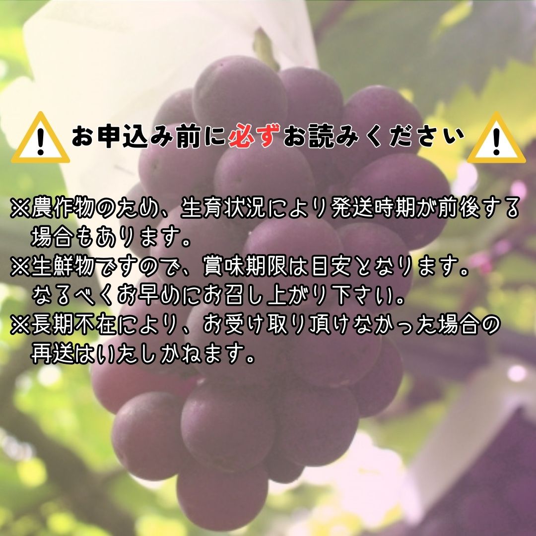 【ふるさと納税】【南信州高森産】ピオーネ2kg 2026年9月中旬より発送 長野県 信州 農家直送 果物 くだもの ぶどう 旬のぶどう 山吹ぶどう狩り組合【配送不可地域：離島】