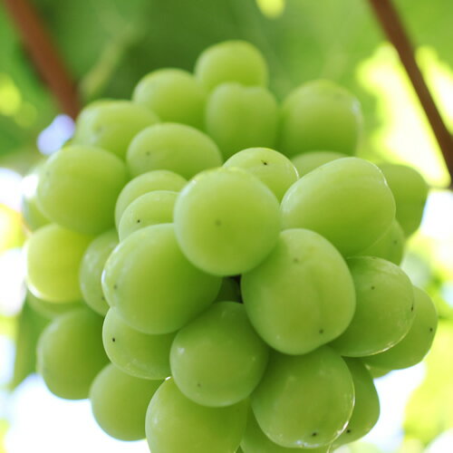 【ふるさと納税】【大人気!】長野県産・シャインマスカット(約1kg～) 秀品 2026年9月下旬から発送 信州 南信州 高森町 産地直送 果物 くだもの ぶどう 旬のぶどう シャイン 山下屋荘介【配送不可地域：離島】