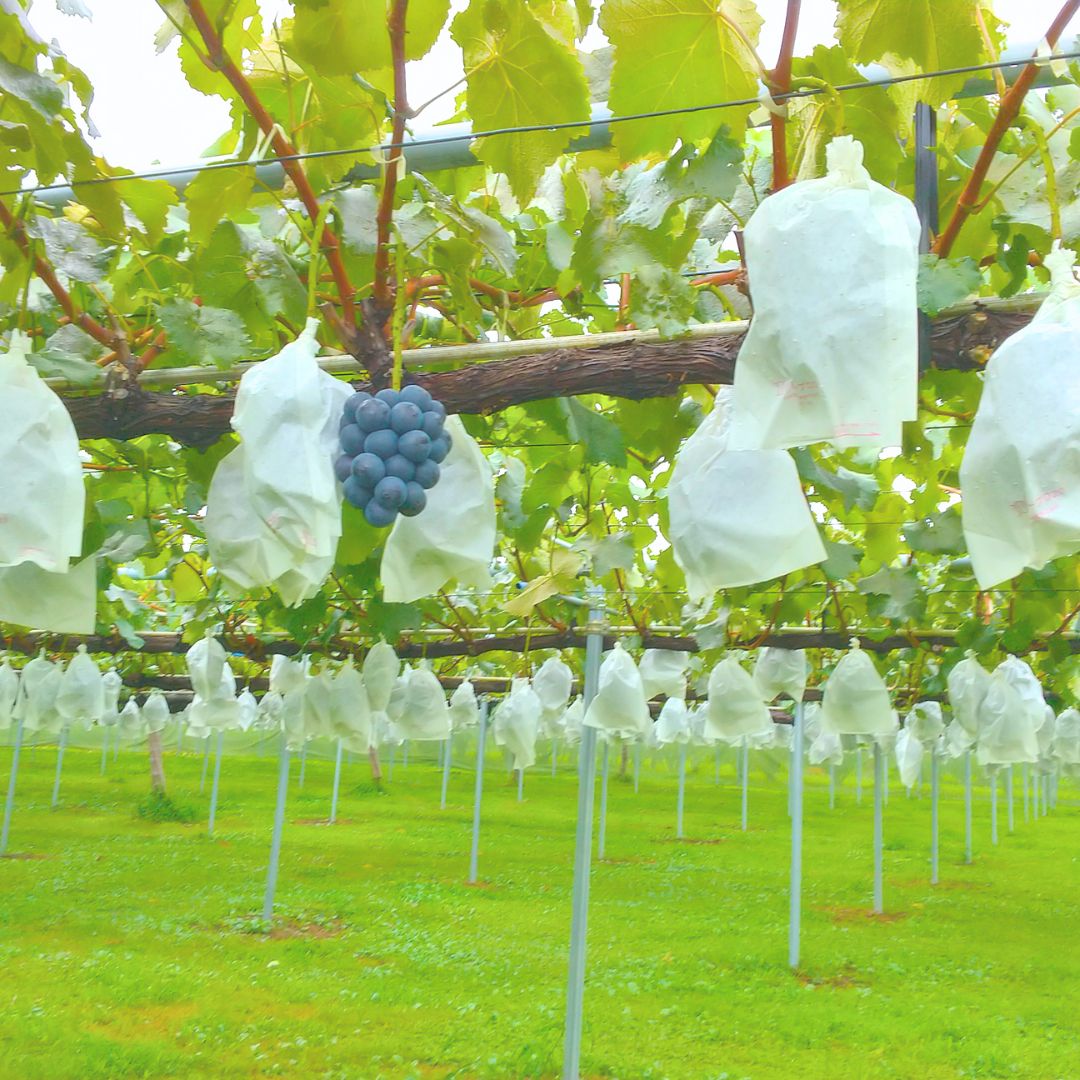 長野県高森町の画像2