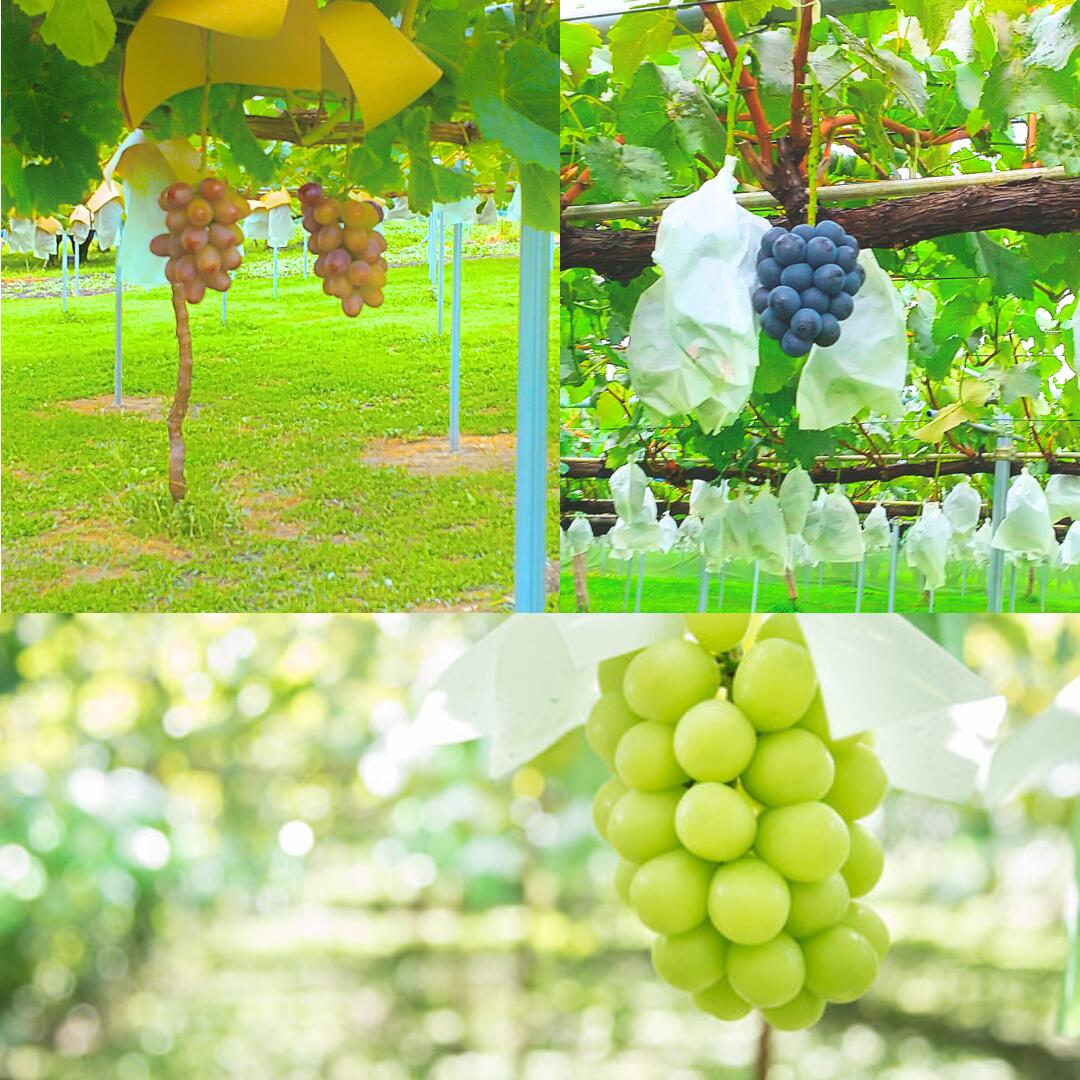 【ふるさと納税】2026年発送 太陽サンサン ぶどう3色セット 各1房＜2026年8月末より発送＞ 長野県 信州 南信州 高森町 農家直送 果物 くだもの ぶどう 旬のぶどう シャインマスカット クイーンルージュ(R) ナガノパープル サングレープ【配送不可地域：離島】