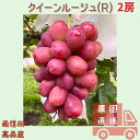 【ふるさと納税】【数量限定】長野県生まれの品種クイーンルージュ(R) 2房 信州 南信州 高森町 農家直送 果物 くだもの ぶどう 旬のぶどう 鶴屋農園【配送不可地域:離島】