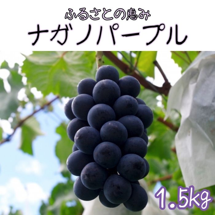 【ふるさと納税】【南信州高森産】ふるさとの恵みナガノパープル1.5kg【配送不可地域:離島】